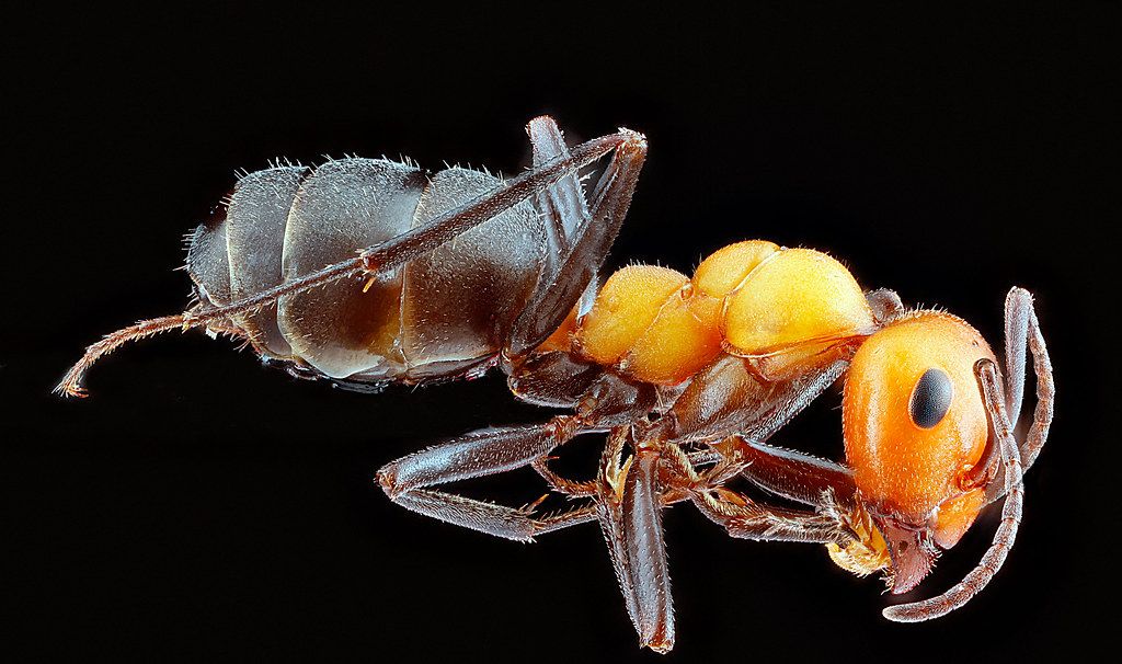 Ant Control service in Gastonia, NC
