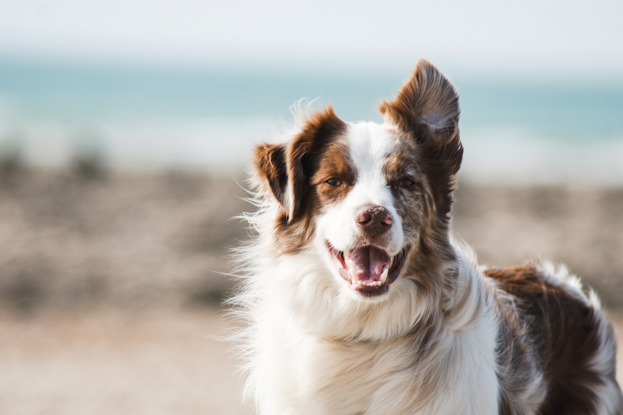 Flea & Tick Control service in Gastonia, NC