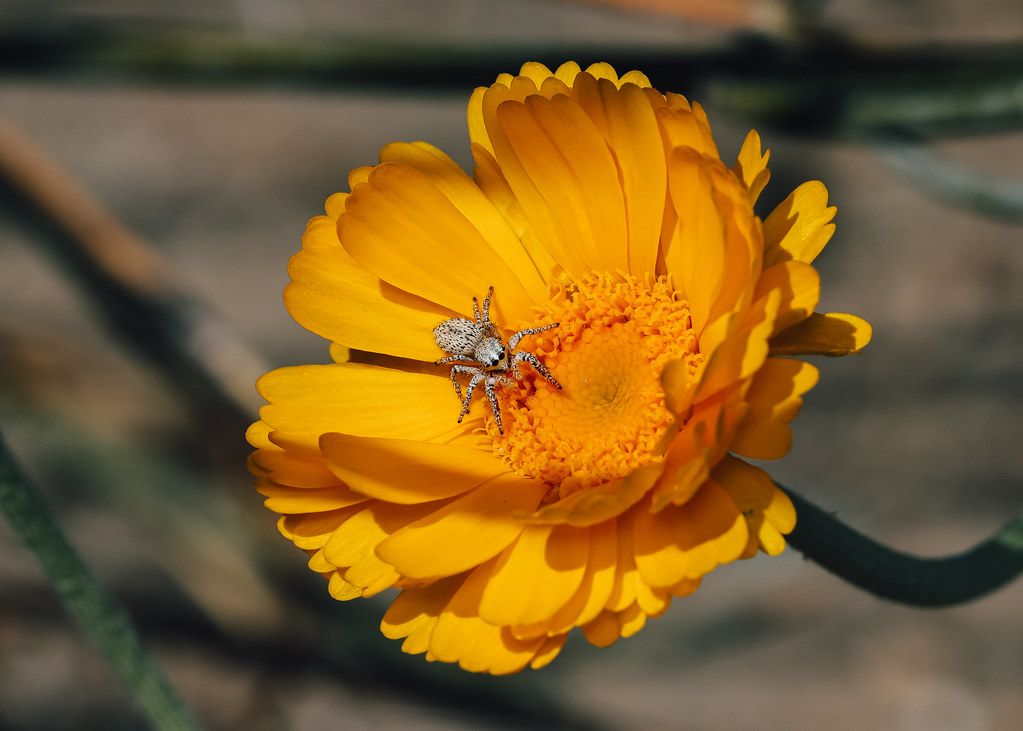 Spider Control service in Gastonia, NC